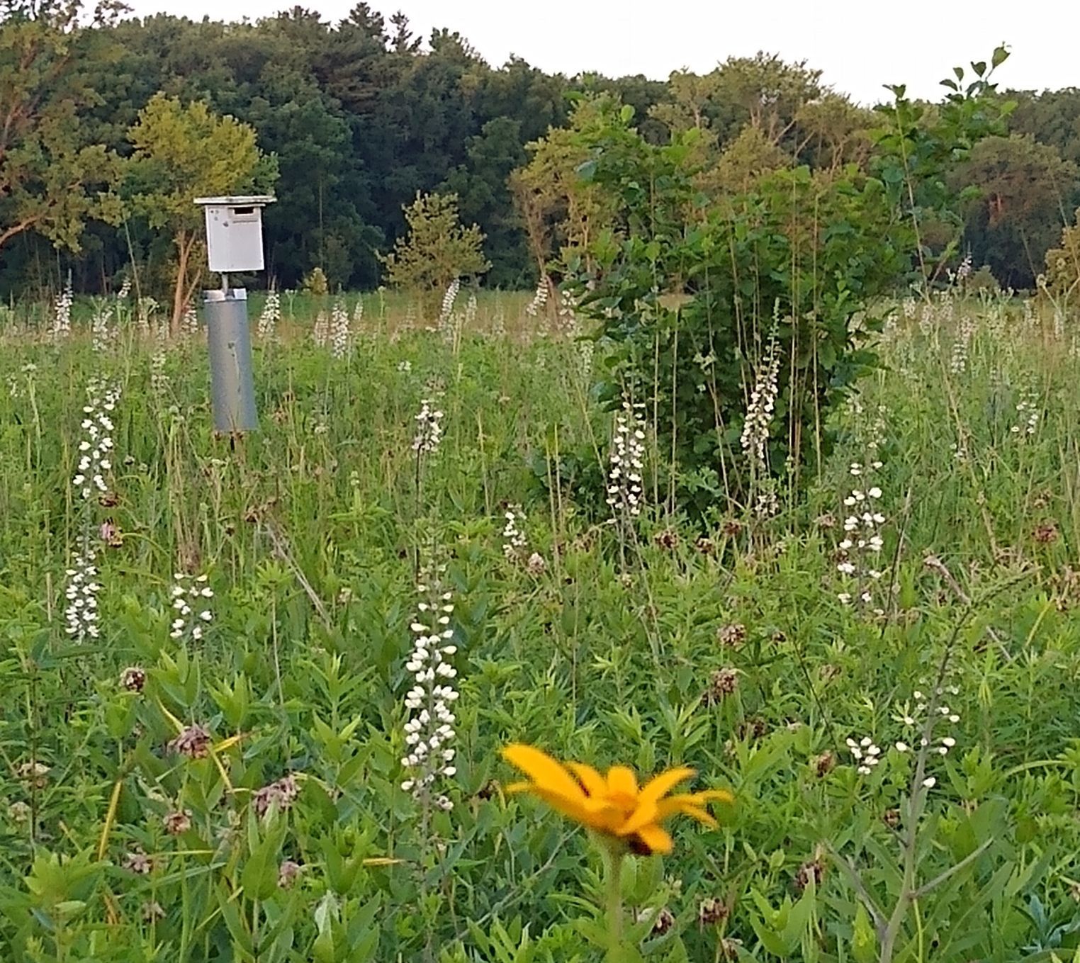 Mailbag birdhouse